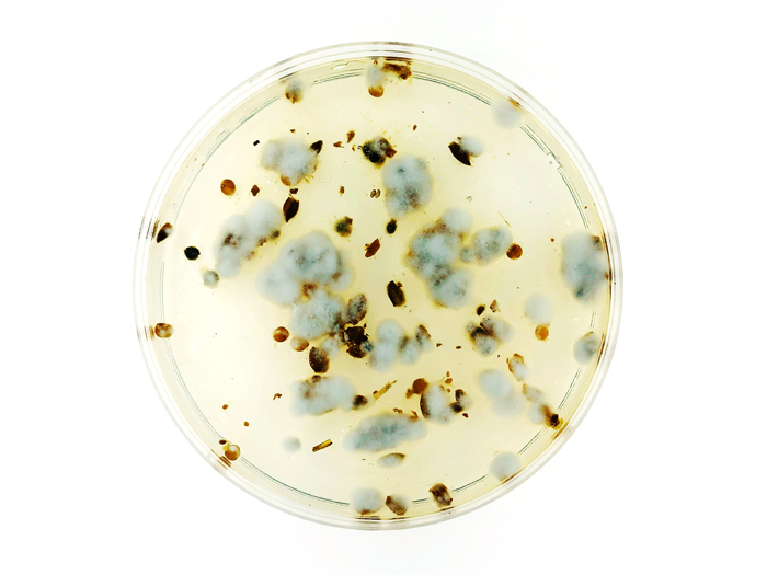 développement du blanc de mycelium dans de l'agar agar - Design expériment - Projet de design fiction Witchelium